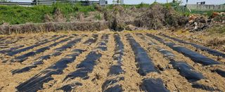 종합선물세트님의 버섯 · 영농일지 작성글 사진