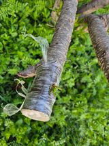 팜모닝 복숭아·영농일지 게시글 이미지