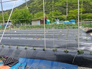 류수천님의 고추 · 영농일지 작성글 사진