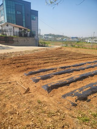 로만아빠님의 기타작물 · 영농일지 작성글 사진