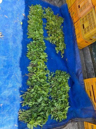 심기정님의 기타작물 · 영농일지 작성글 사진