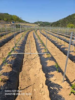 날마다청춘님의 기타작물 · 영농일지 작성글 사진
