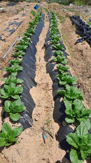 MSG0074님의 배추 · 영농일지 작성글 사진