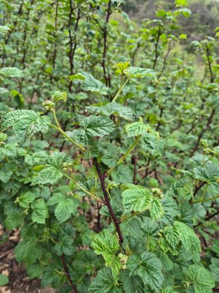 들깨15628님의 기타작물 · 영농일지 작성글 사진