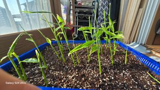 하재은님의 기타작물 · 영농일지 작성글 사진