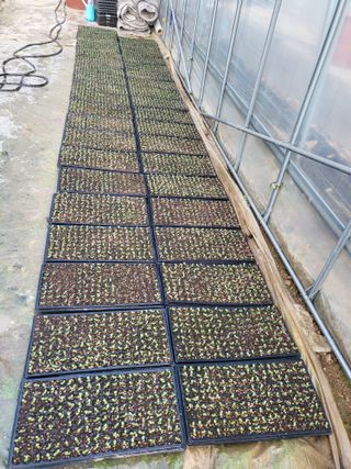 이상욱님의 참깨 · 영농일지 작성글 사진