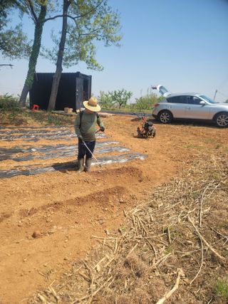 로만아빠님의 감자 · 영농일지 작성글 사진