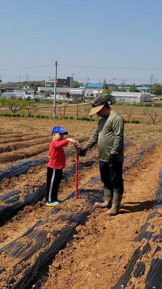 로만아빠님의 기타작물 · 영농일지 작성글 사진