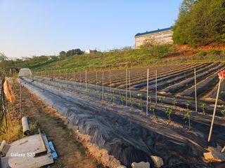 흥부네땅님의 기타작물 · 영농일지 작성글 사진
