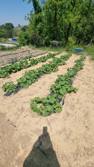 촌사리님의 호박 · 영농일지 작성글 사진