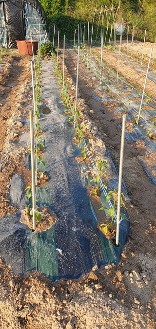 김영진님의 고추 · 영농일지 작성글 사진