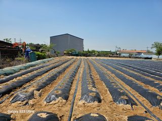 박명흠 님의 고구마 · 영농일지 작성글 사진