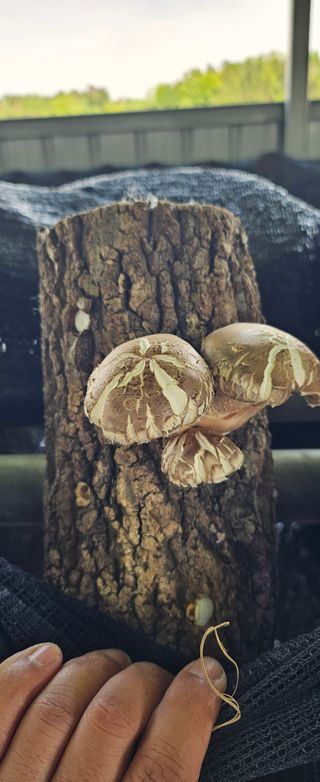 종합선물세트님의 버섯 · 영농일지 작성글 사진