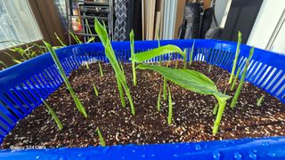 하재은님의 기타작물 · 영농일지 작성글 사진