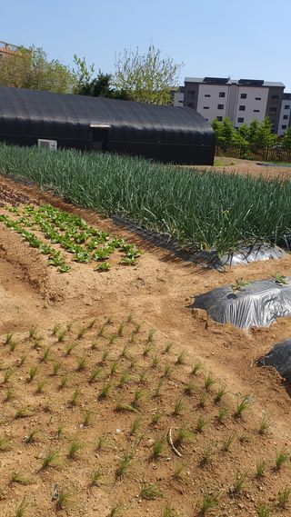 양문석520224님의 양파 · 영농일지 작성글 사진