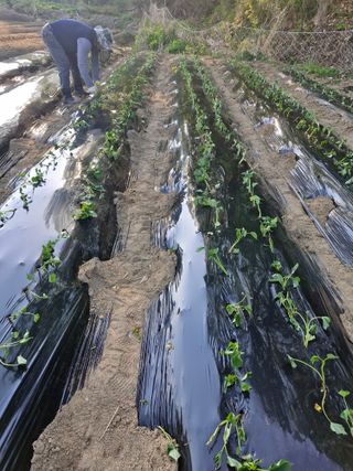 백운농원 님의 기타작물 · 영농일지 작성글 사진