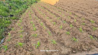 황규복(달구지)님의 기타작물 · 영농일지 작성글 사진