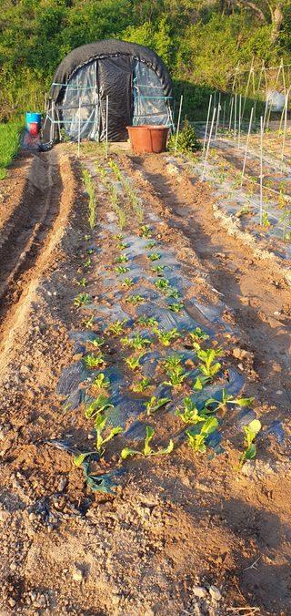 김영진님의 고추 · 영농일지 작성글 사진