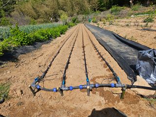 김명식님의 기타작물 · 영농일지 작성글 사진