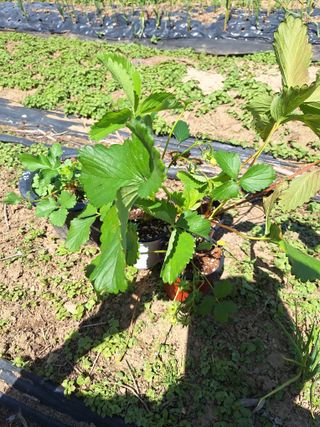 로즈마리님의 고추 · 영농일지 작성글 사진