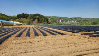 HYUN님의 참깨 · 영농일지 작성글 사진