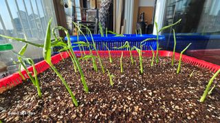 하재은님의 기타작물 · 영농일지 작성글 사진