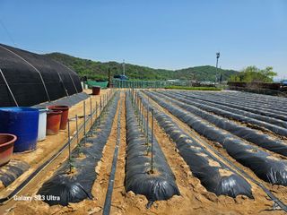 박명흠 님의 고구마 · 영농일지 작성글 사진