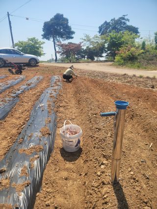로만아빠님의 감자 · 영농일지 작성글 사진