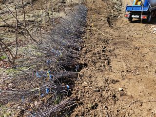 이순열님의 기타작물 · 영농일지 작성글 사진