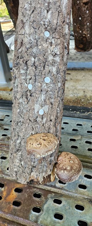 종합선물세트님의 버섯 · 영농일지 작성글 사진