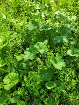 팜모닝 마늘·영농일지 게시글 이미지