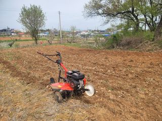 로만아빠님의 감자 · 영농일지 작성글 사진