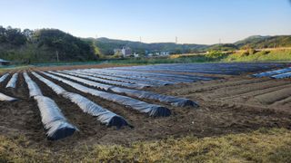 HYUN님의 참깨 · 영농일지 작성글 사진