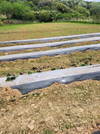 유정근님의 기타작물 · 영농일지 작성글 사진