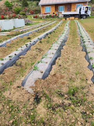 유정근님의 기타작물 · 영농일지 작성글 사진