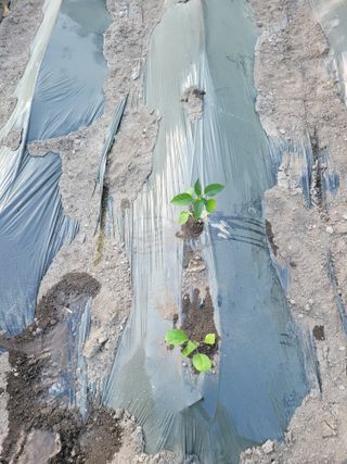 동길니우스님의 기타작물 · 영농일지 작성글 사진