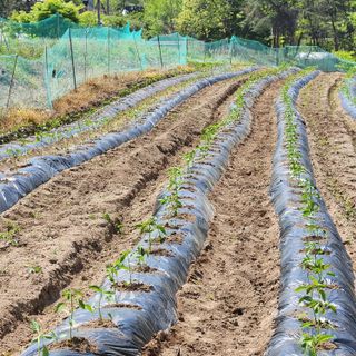 오영세님의 고추 · 영농일지 작성글 사진
