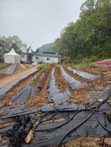 팜모닝 기타작물·영농일지 게시글 이미지