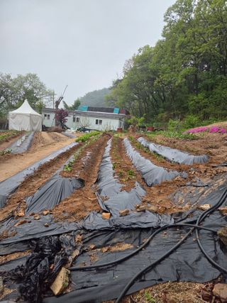 김영만님의 기타작물 · 영농일지 작성글 사진
