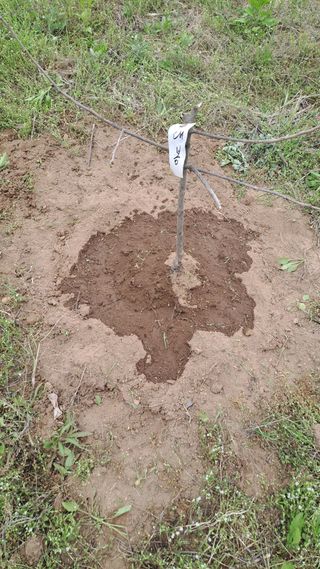 서은숙님의 감 · 영농일지 작성글 사진