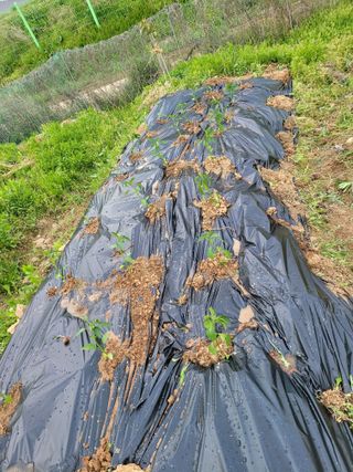 이연종님의 기타작물 · 영농일지 작성글 사진