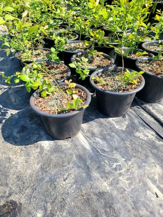 이준석님의 블루베리 · 영농일지 작성글 사진