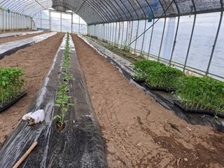 들깨 자색마 고추님의 고추 · 영농일지 작성글 사진