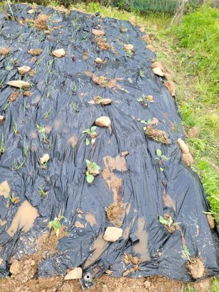 이연종님의 기타작물 · 영농일지 작성글 사진