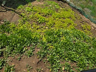 한상훈님의 상추 · 영농일지 작성글 사진