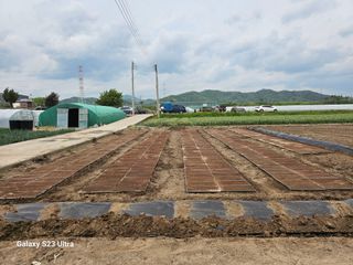 박명흠 님의 벼 · 영농일지 작성글 사진