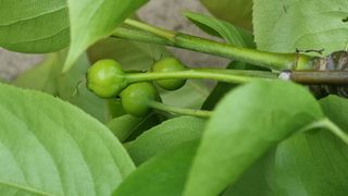 촌사리(김정대)님의 호박 · 영농일지 작성글 사진