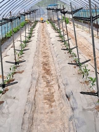 이인성님의 기타작물 · 영농일지 작성글 사진