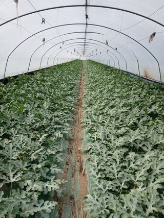 Smy1245678님의 기타작물 · 영농일지 작성글 사진