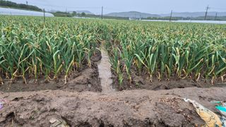 서정욱님의 마늘 · 영농일지 작성글 사진